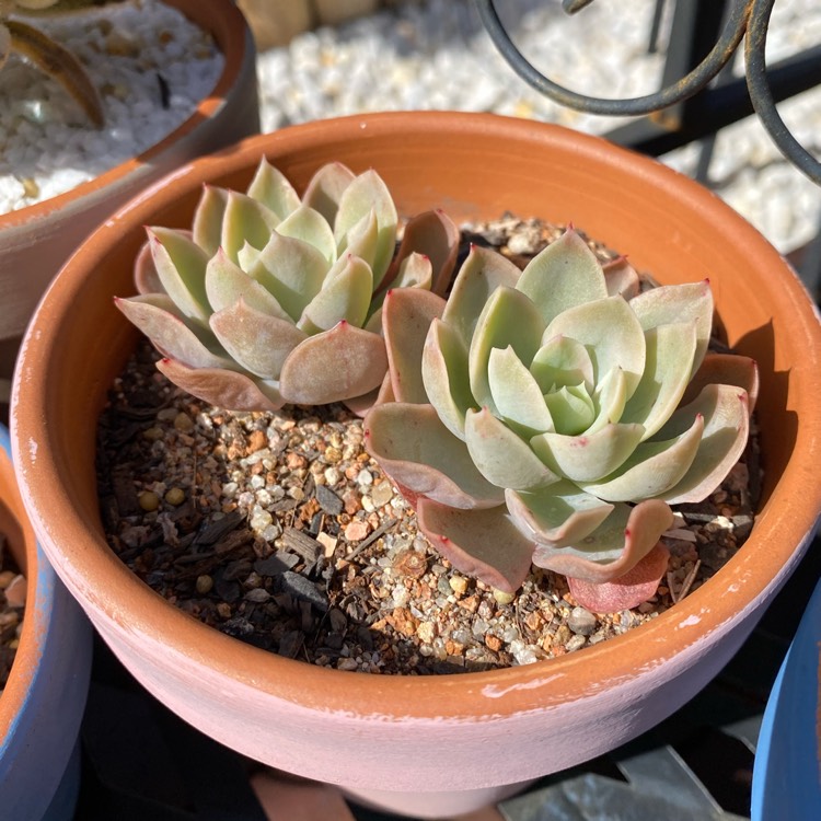 plant image 1621428
