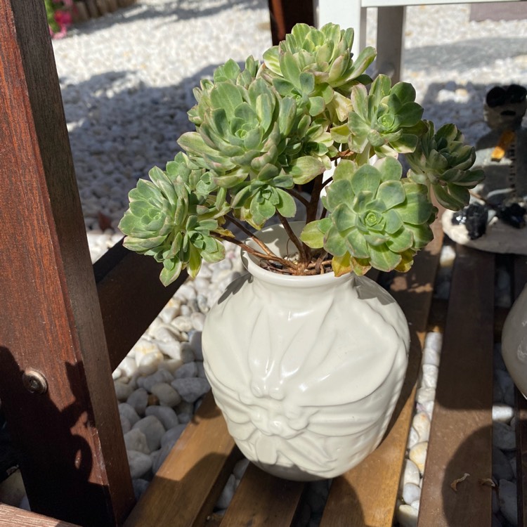 plant image 1621452