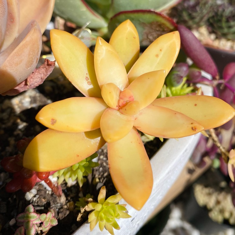 Plant image Sedum Nussbaumerianum ‘Orange Delight'