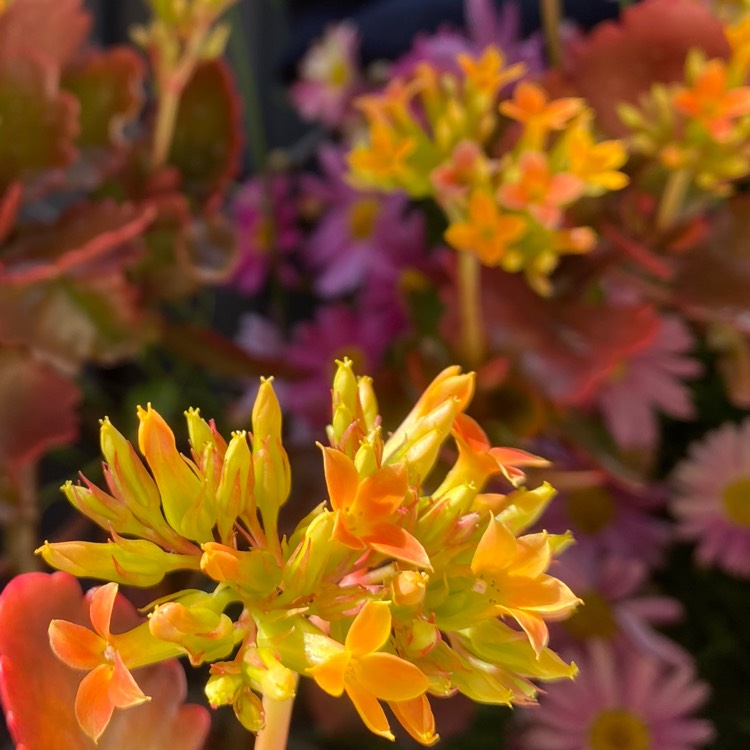 Plant image Kalanchoe blossfeldiana 'orange'