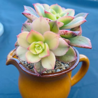 Aeonium Haworthii Dreamcolour