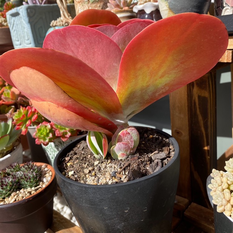 Plant image Kalanchoe tetraphylla