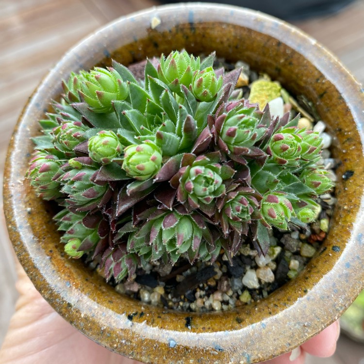 Plant image Sempervivum Tectorum Boutignyanum