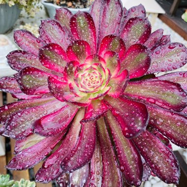 Aeonium Mardi Gras