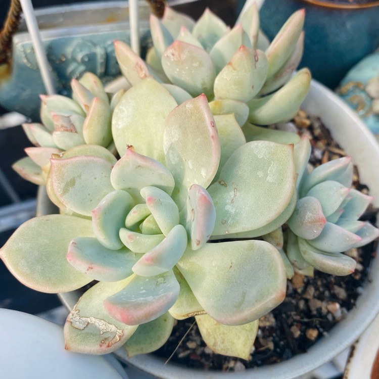 plant image 1635277 plant image 1635277