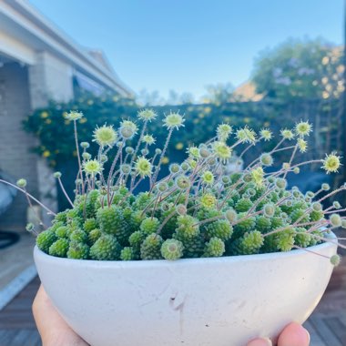 Monanthes Polyphylla