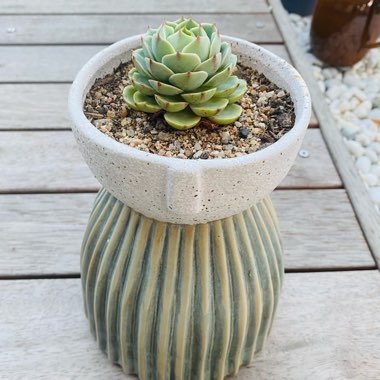 Echeveria Ben Badis