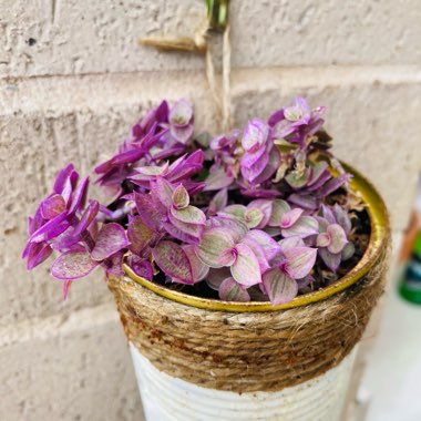 Callisia Repens Variegata- Pink Lady