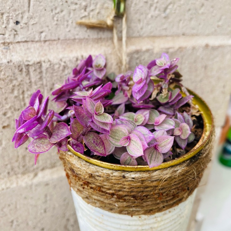 plant image 1639889