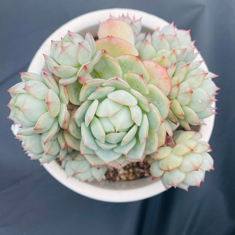 plant image 1640860 plant image 1640860