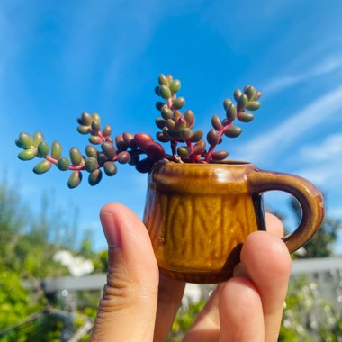 Sedum Rubrotinctum Dwarf 