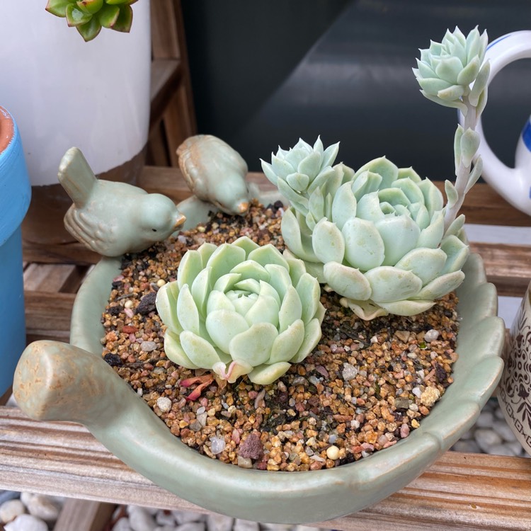 Plant image Echeveria Elegans Alba