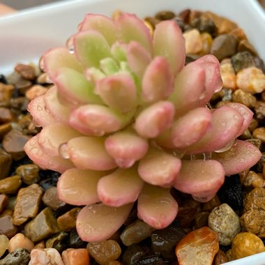 Sedum Joyce Tulloch