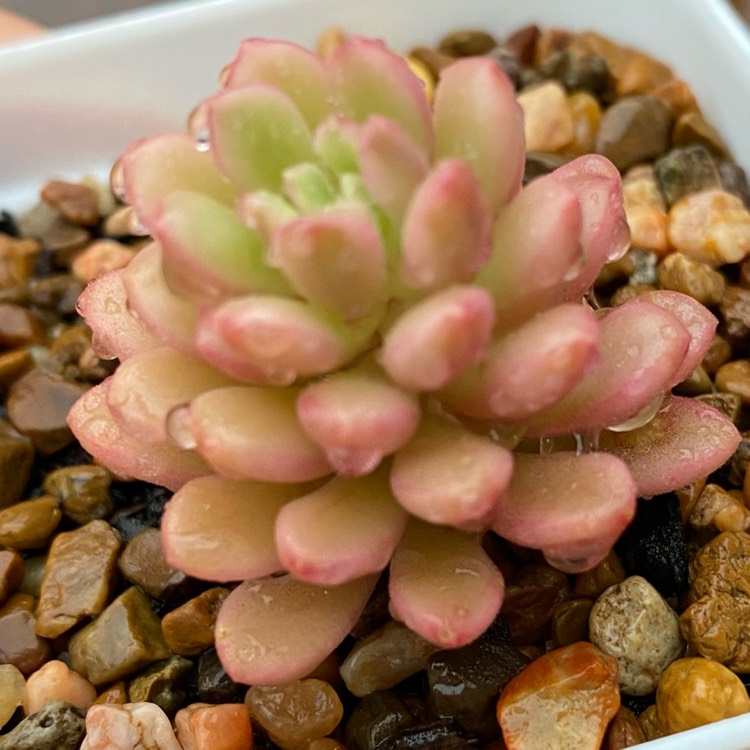 Plant image Sedum Joyce Tulloch
