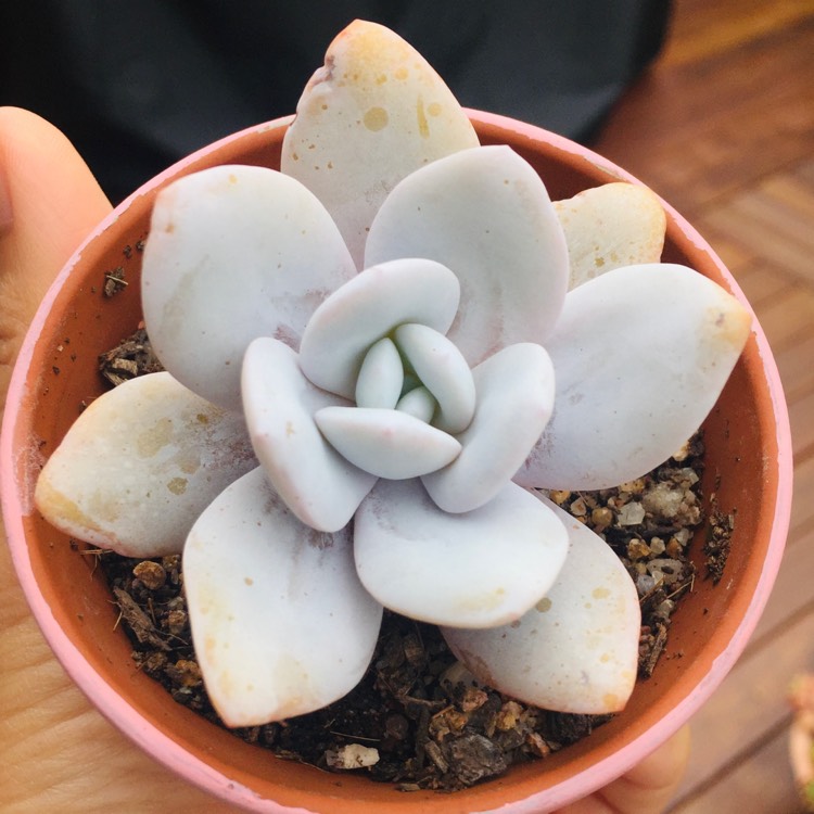 plant image 1643533 plant image 1643533