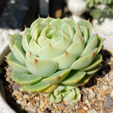 Echeveria Ben Badis