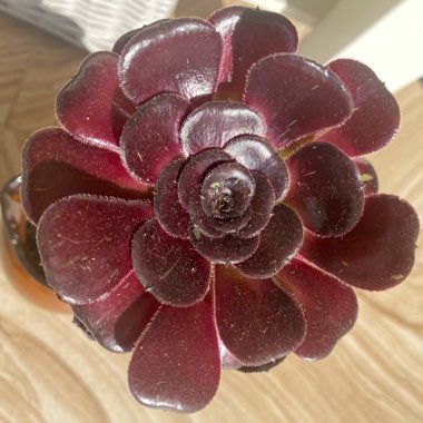 Aeonium 'Zwartkin'