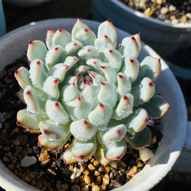 plant image 1653036 plant image 1653036