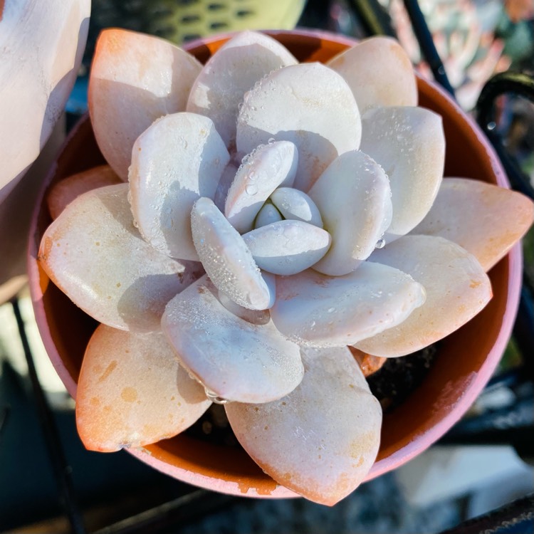 plant image 1653037 plant image 1653037