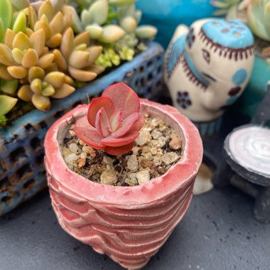 Echeveria Suyon