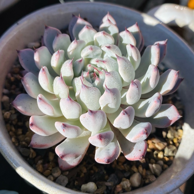 plant image 1663618 plant image 1663618