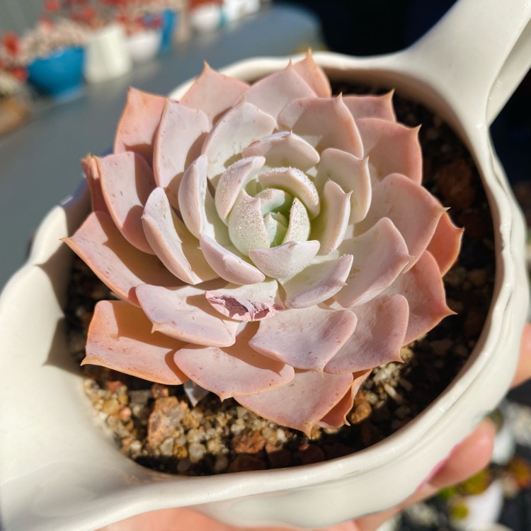 plant image 1665838 plant image 1665838
