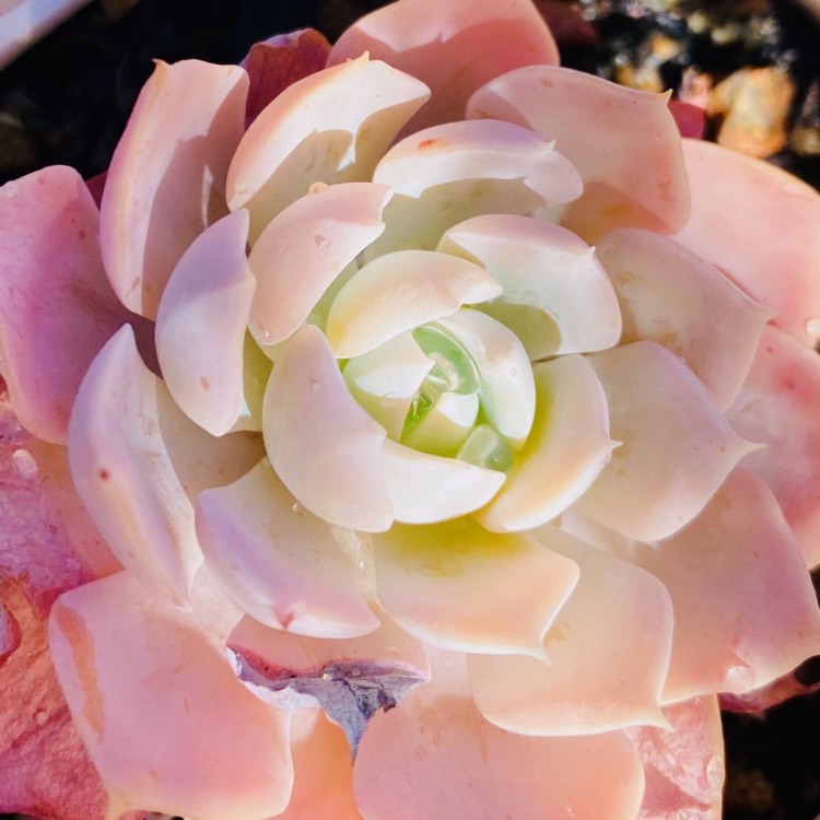 plant image 1675135 plant image 1675135