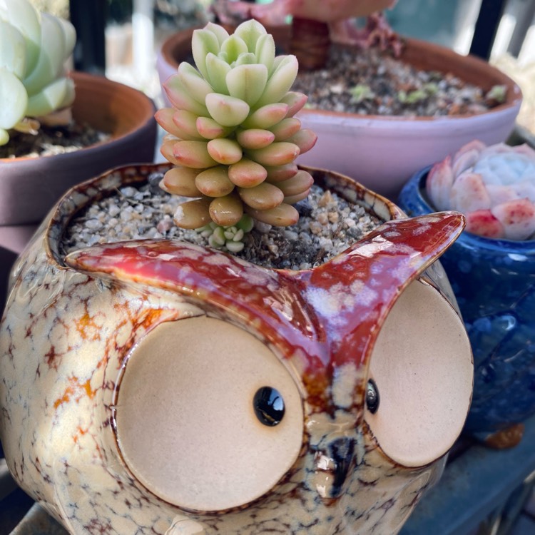 plant image 1678404