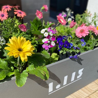 Succie's garden