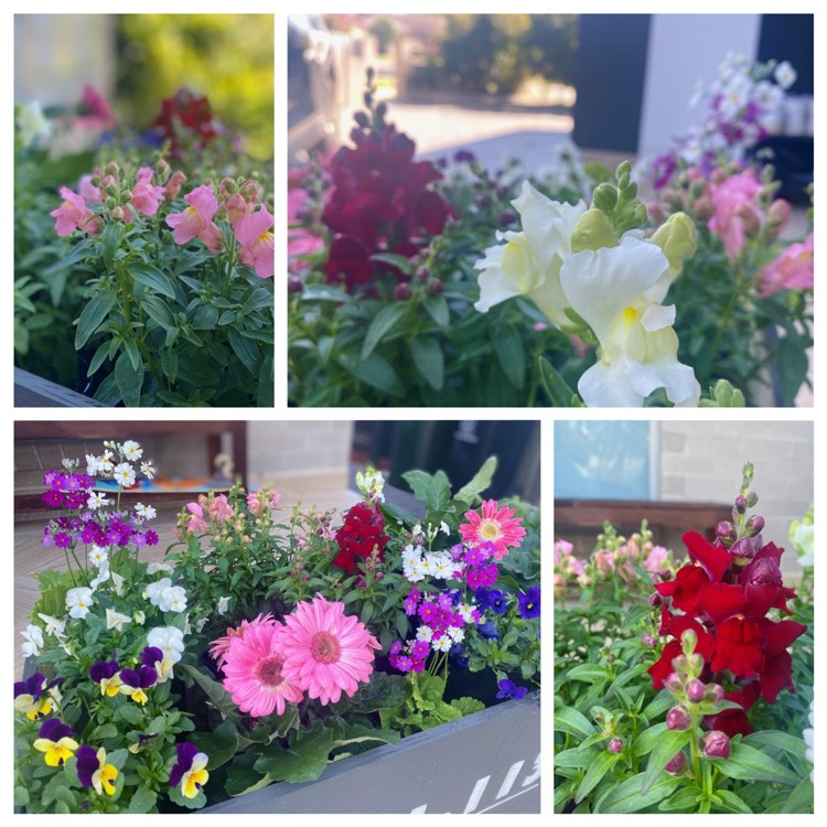 plant image 1686830