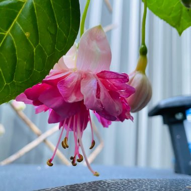 Fuchsia (Tender)