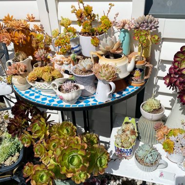 Succie's garden