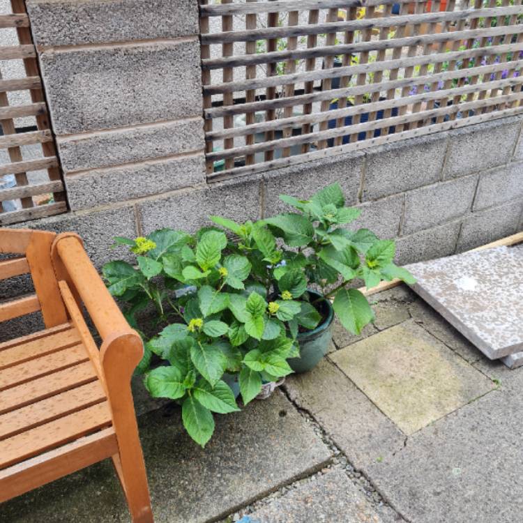 plant image 1596215