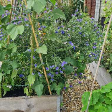 Jackie's garden