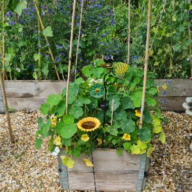 Jackie's garden