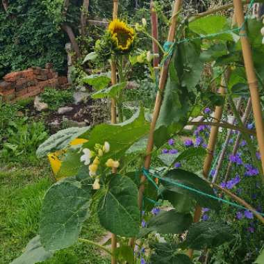 Jackie's garden