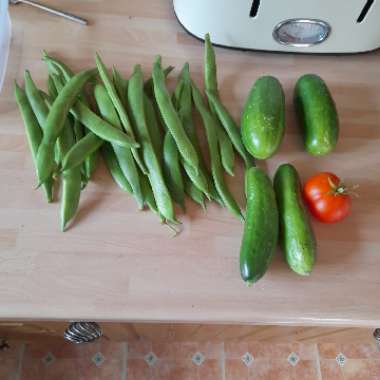 Jackie's garden