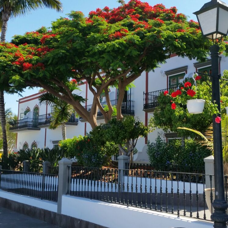 Plant image Dracaena Draco