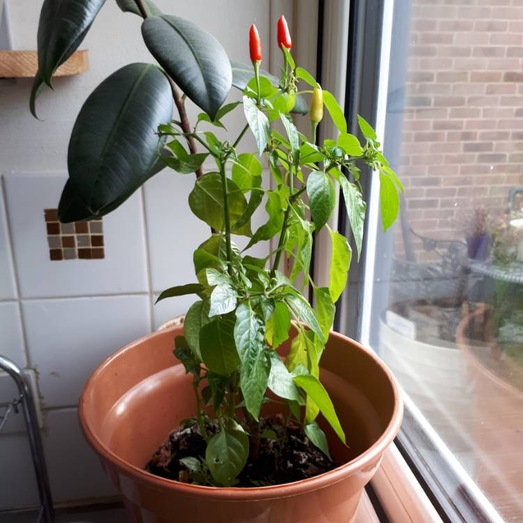 Plant image Capsicum Annuum 'Piquin'