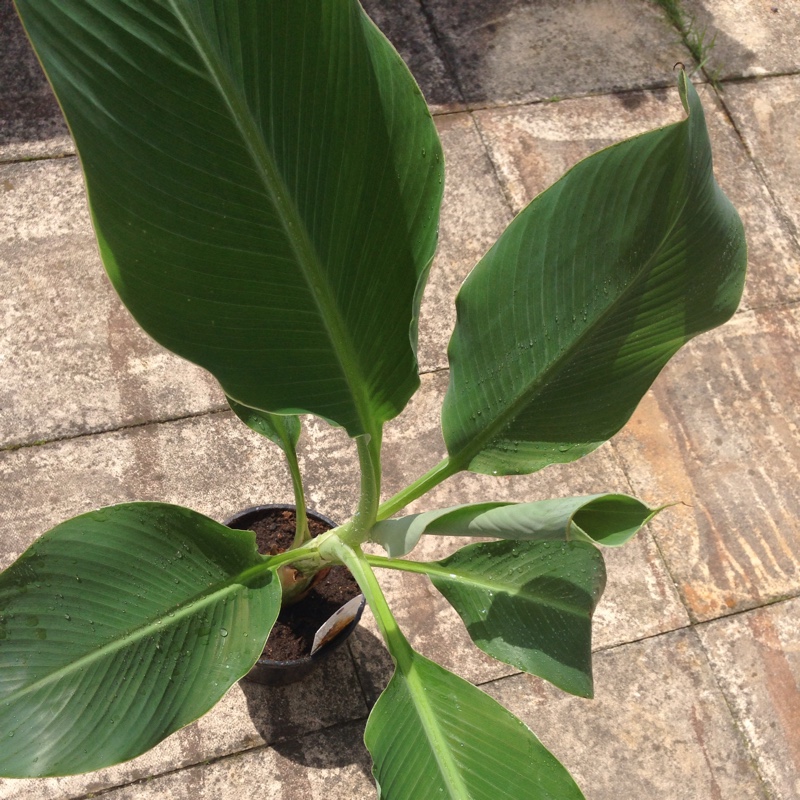 plant image 120501