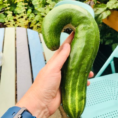 Cucumber