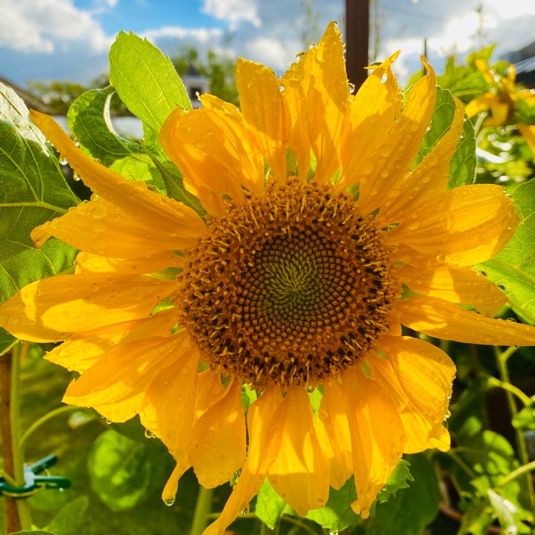 plant image 1623456