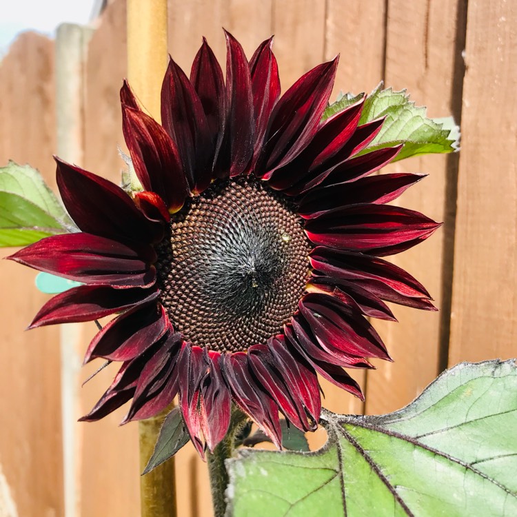 Plant image Helianthus annuus 'Black Magic'