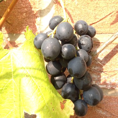 Vitis
