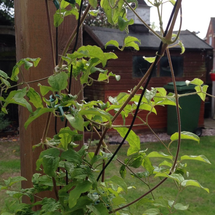 plant image 405698