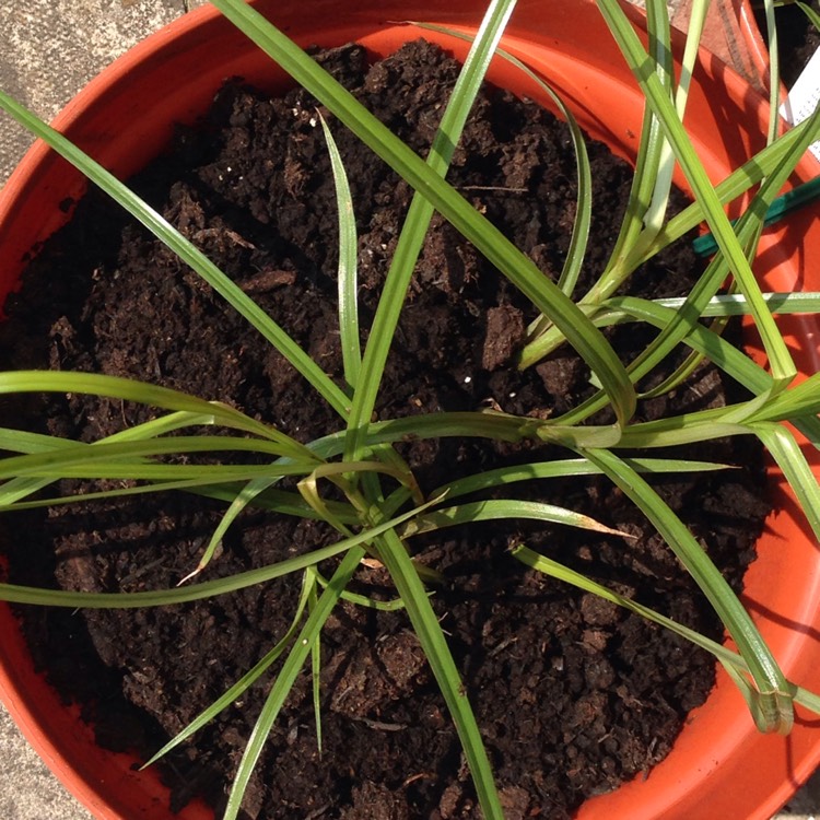 Plant image Cyperus esculentus