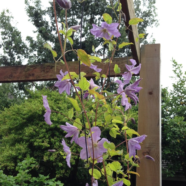plant image 449360