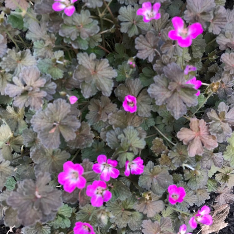 Plant image Geranium 'Orkney Cherry'