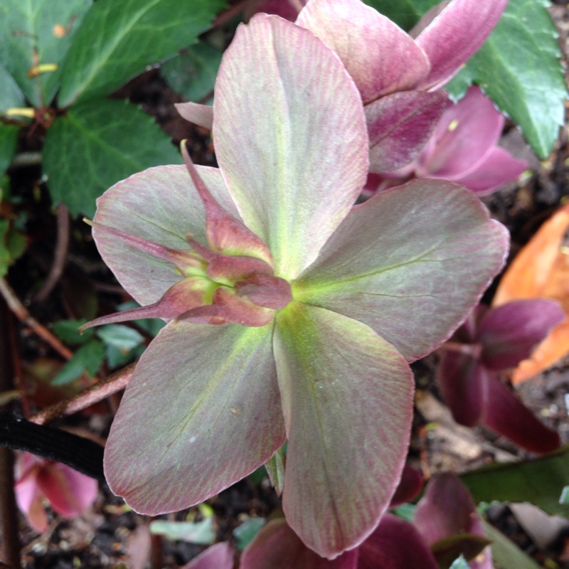 plant image 78542