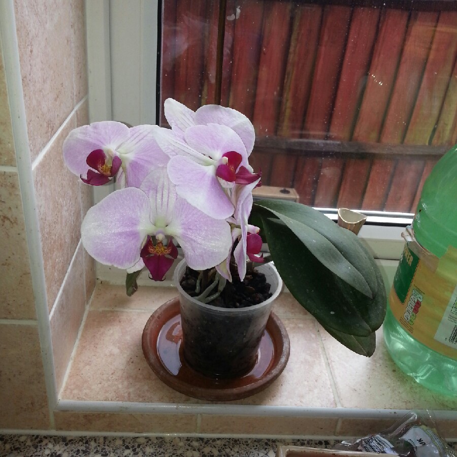 Plant image Phalaenopsis